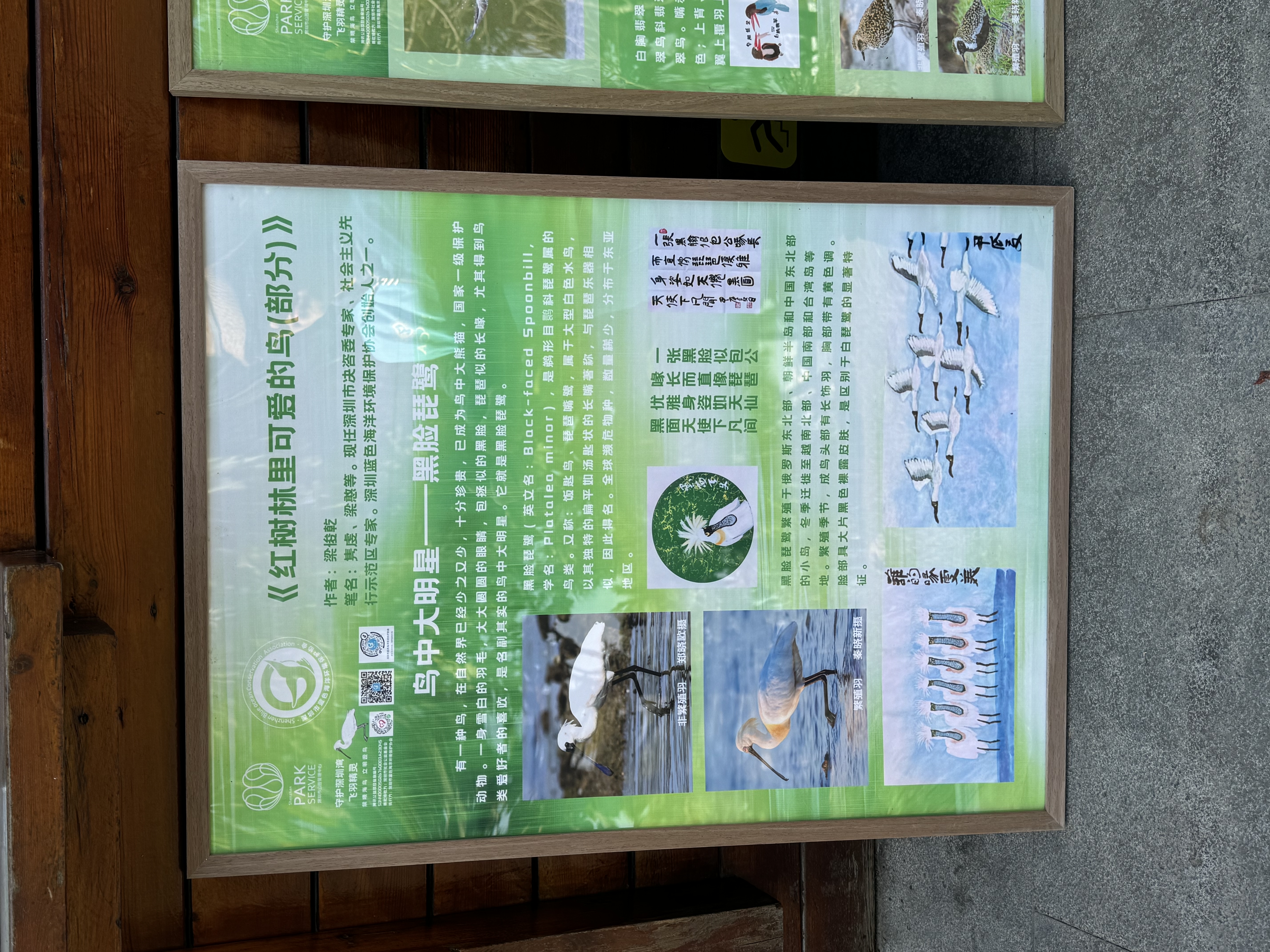 Black-faced Spoonbill