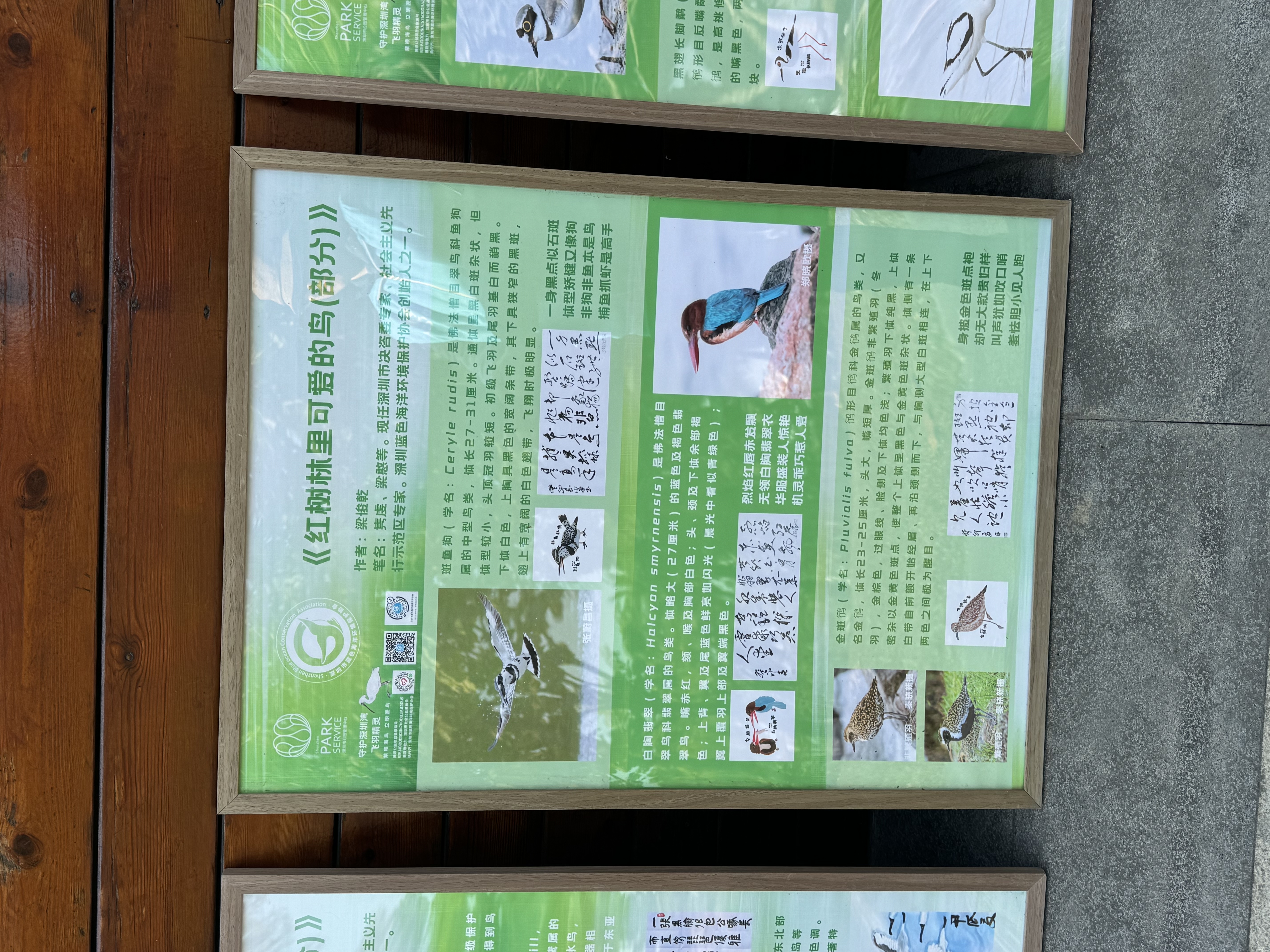 Black-faced Spoonbill