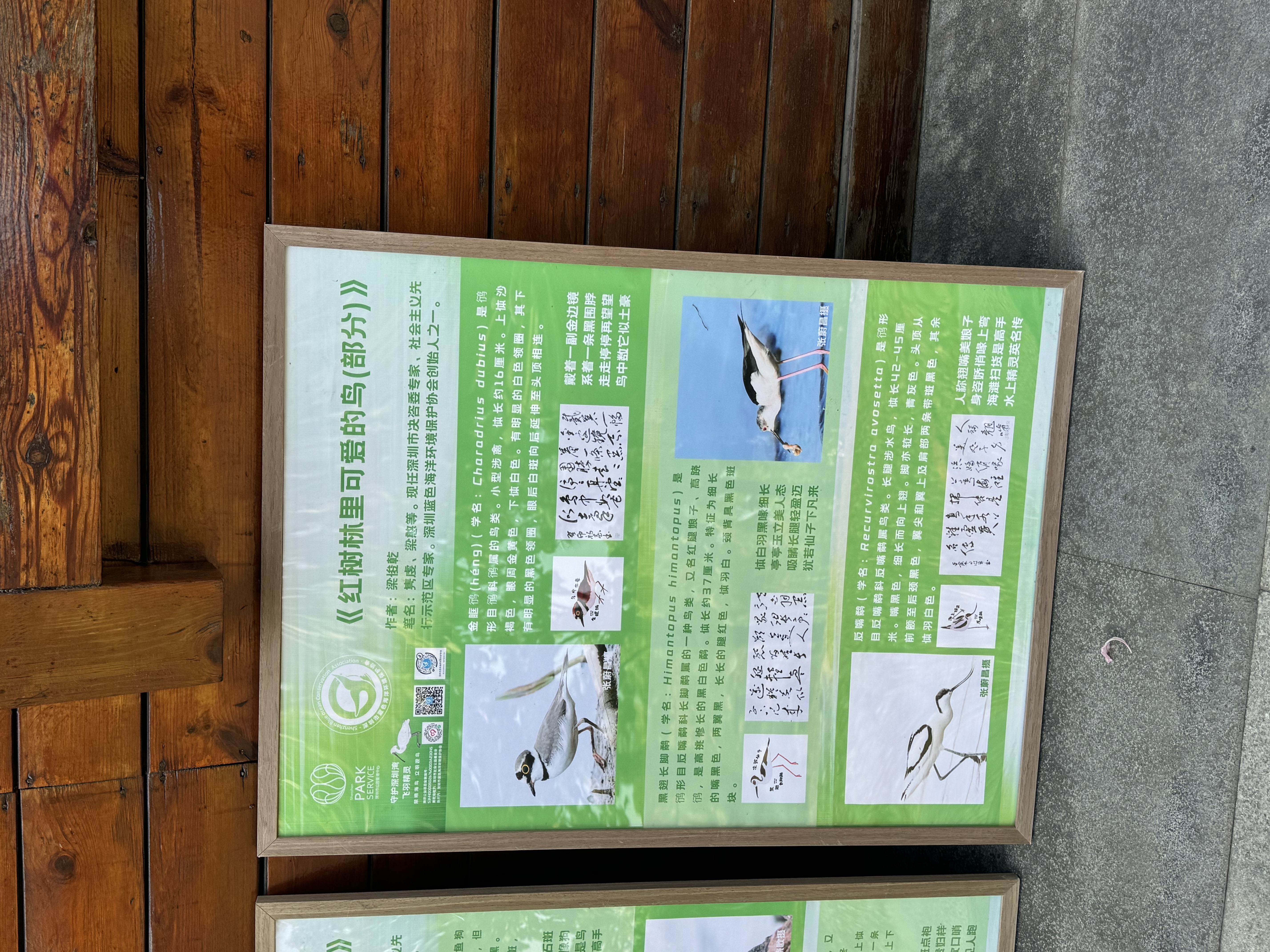 Black-faced Spoonbill